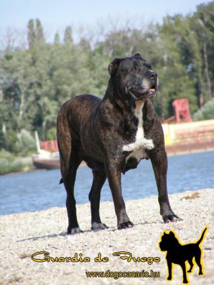 BATALLADOR DE PERRO AQUEDA (CHEYENNE) 1