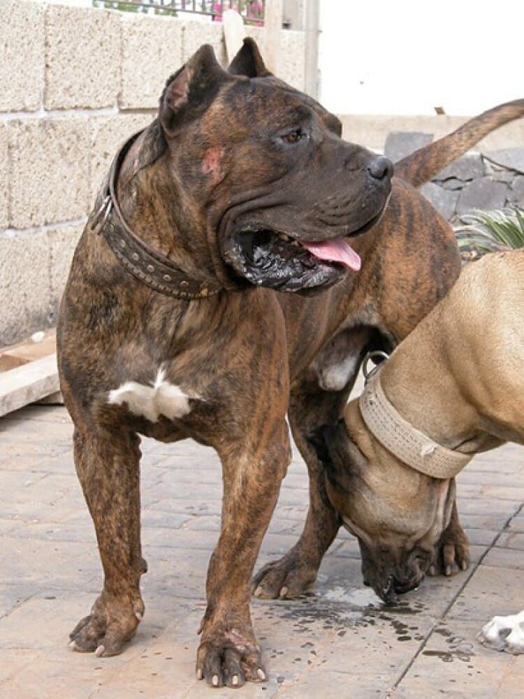 TENO DE PERRO DE LA TIERRA 1