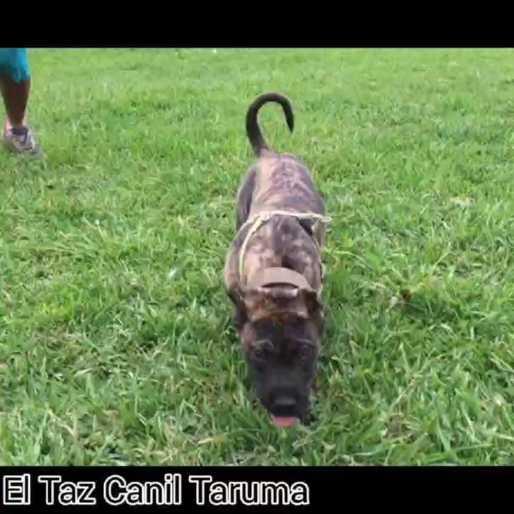 WAYNO CANIL TARUMA 1