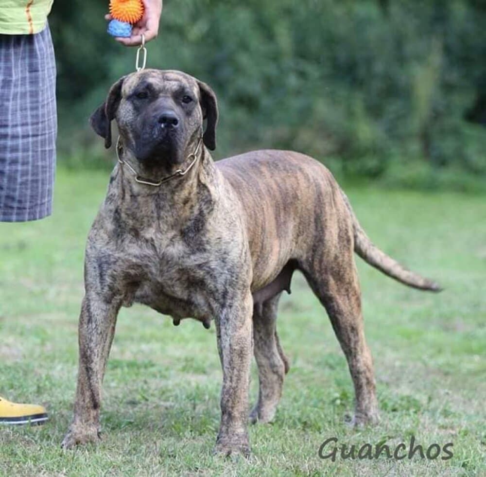LAILA DE SAMCOR 1