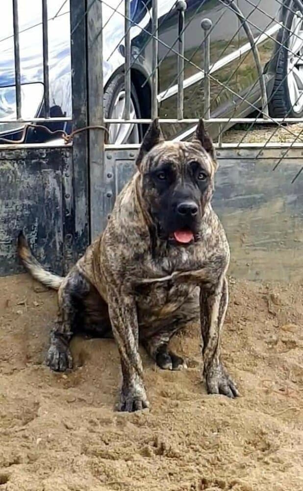 VIKI PERRO PRESA GRAND 1