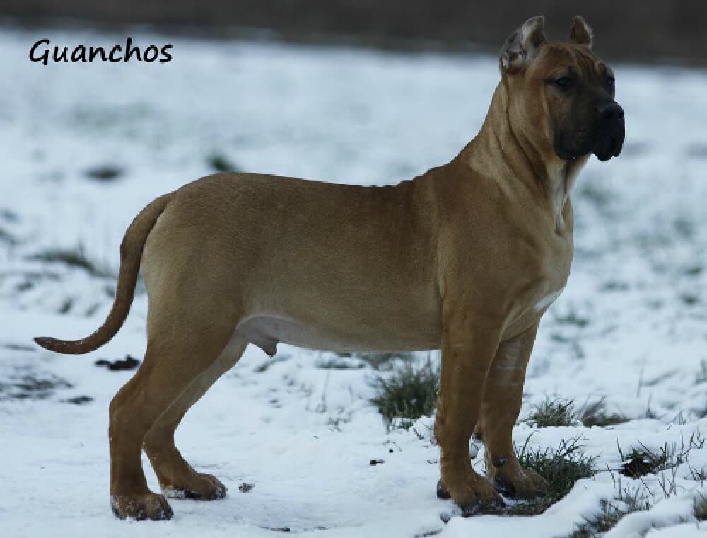 TEOBALD CANCHAS DE LOS GUANCHOS 1
