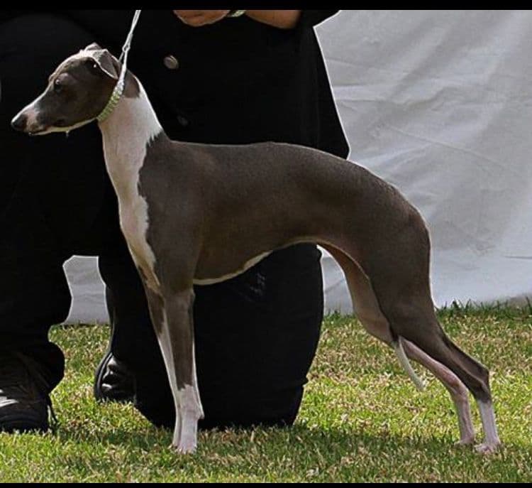 Piccino Zsa Zsa 1