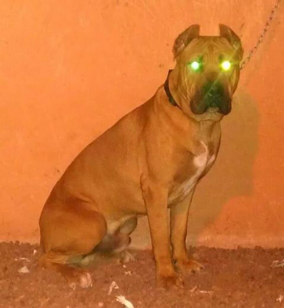 KRATOS DE PERRO DE LA TIERRA 1