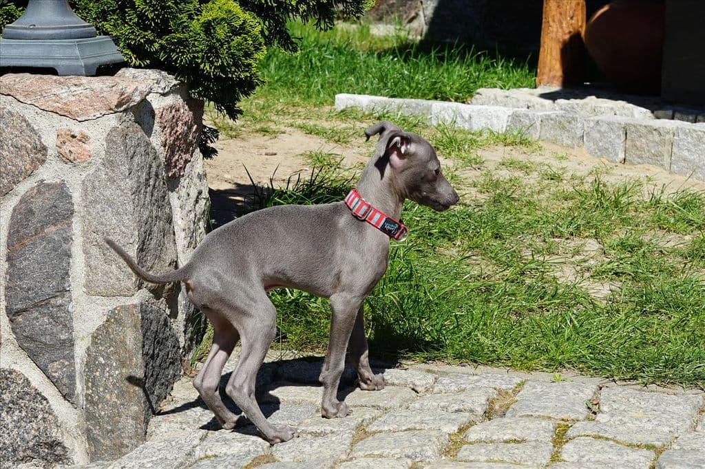 Yoda Super Charty 1