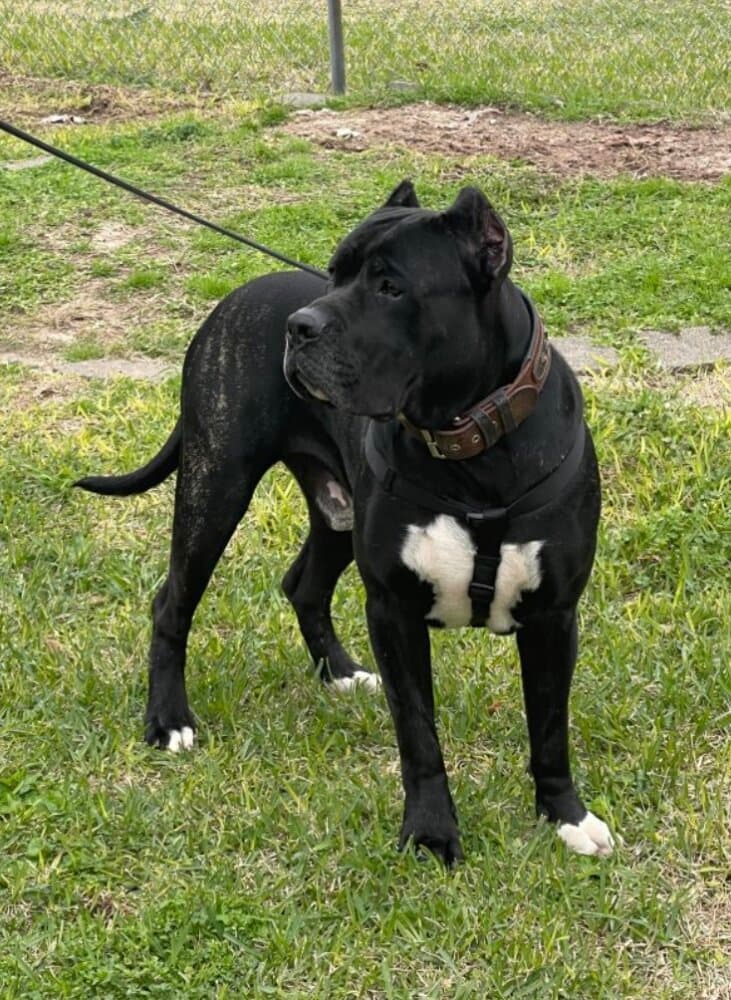 BRONSON DE KOPRESA 1