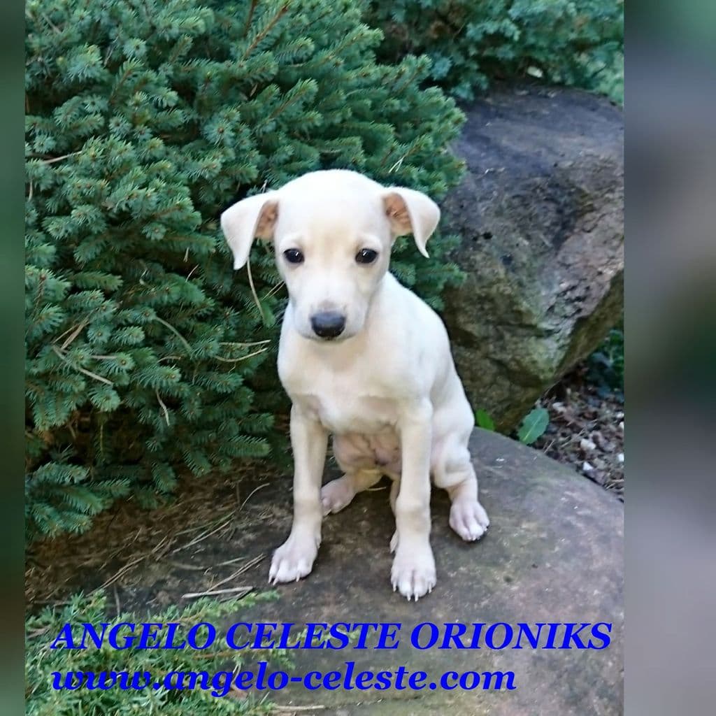 Angelo Celeste Orioniks 1