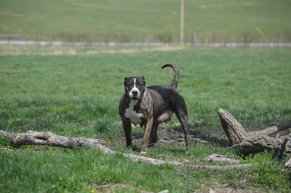 BOSS BULL CANARIO ANDROMEDA 1