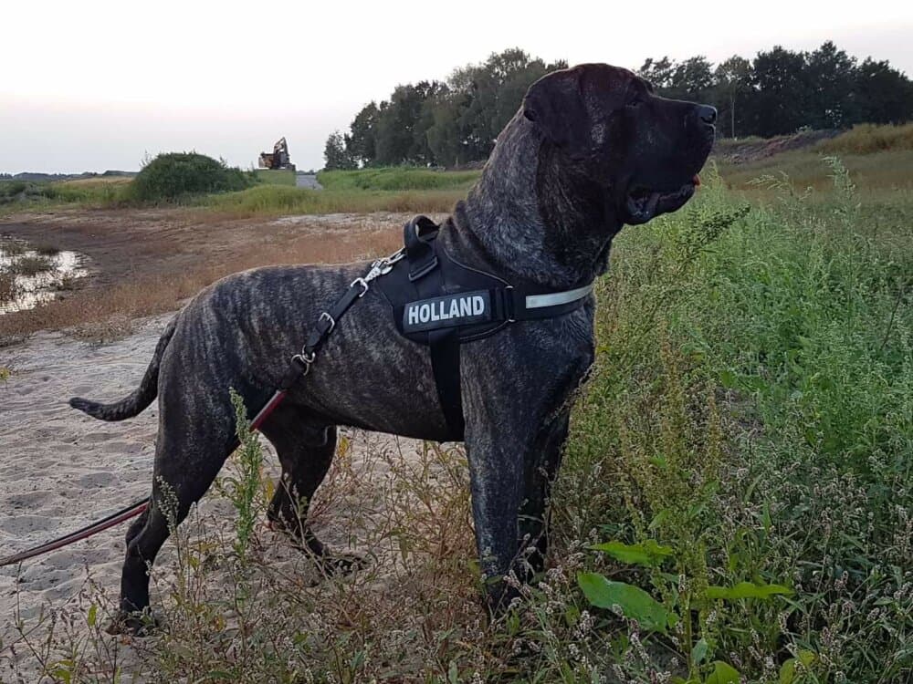 USKO BALUARTE DE LOS PERROS 1