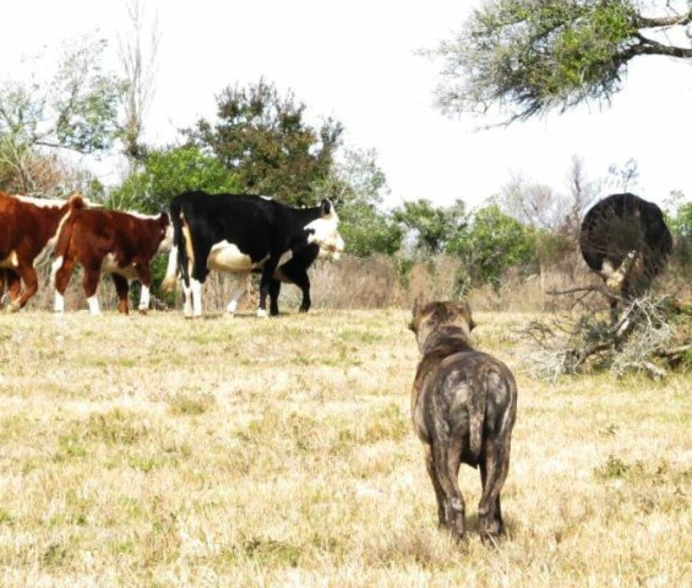 DIVA DE RANCHO BRAVO (GARA) 1