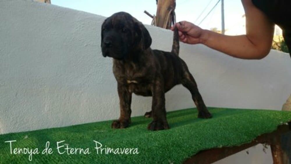 TENOYA DE ETERNA PRIMAVERA 1