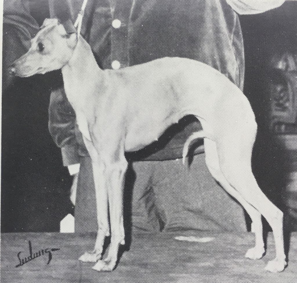 Russo's Bella Magdeleno 1