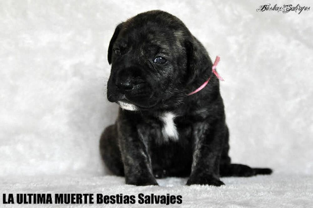 LA ULTIMA MUERTE BESTIAS SALVAJES 1