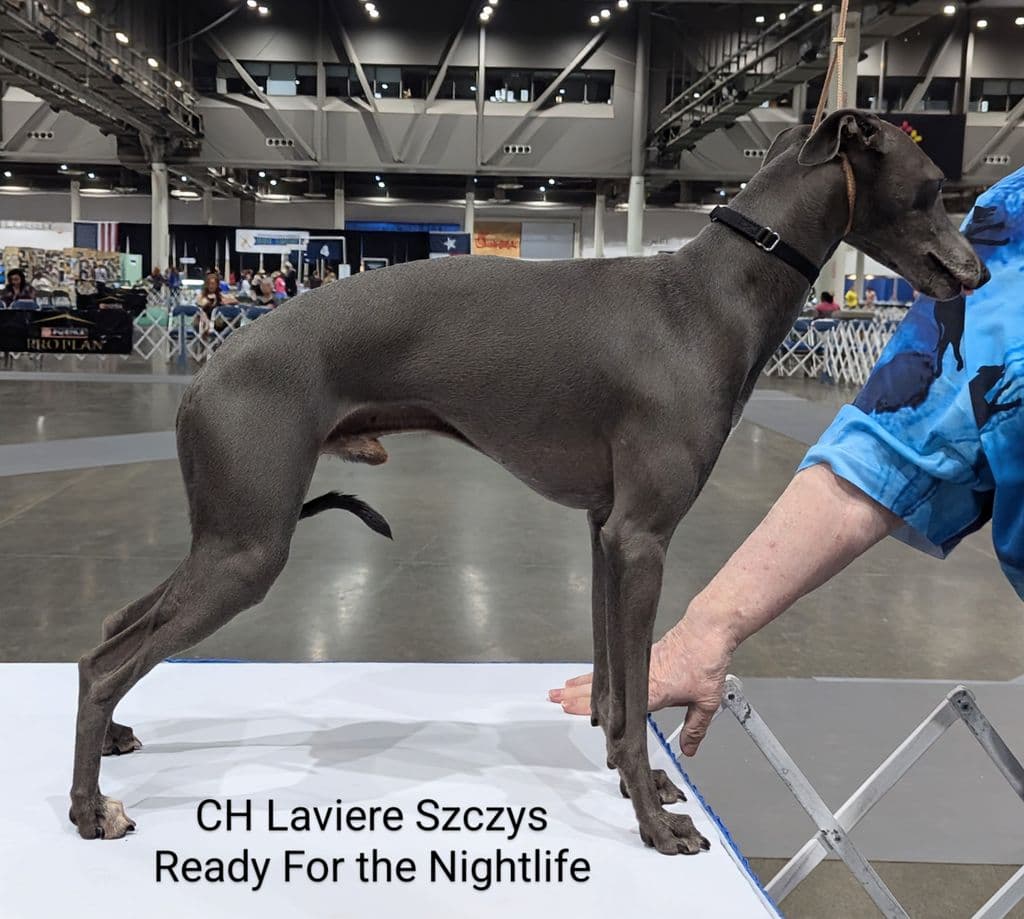 Laviere Szczy Ready for the Nightlife 1