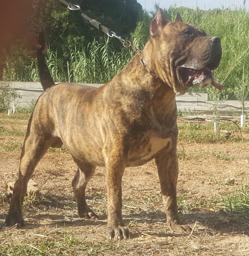 CAIN DE DOG REAL 1