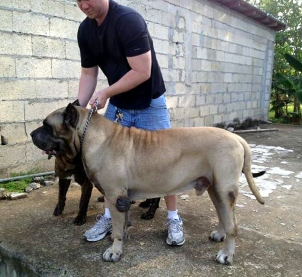 COTAN DE BARNACAN BULL (CUSTOM) 1