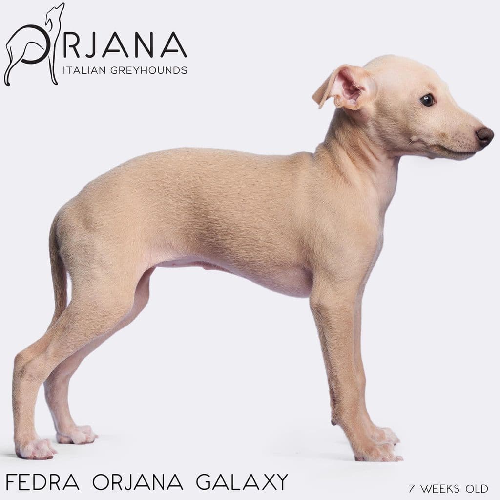 Fedra Orjana Galaxy 1