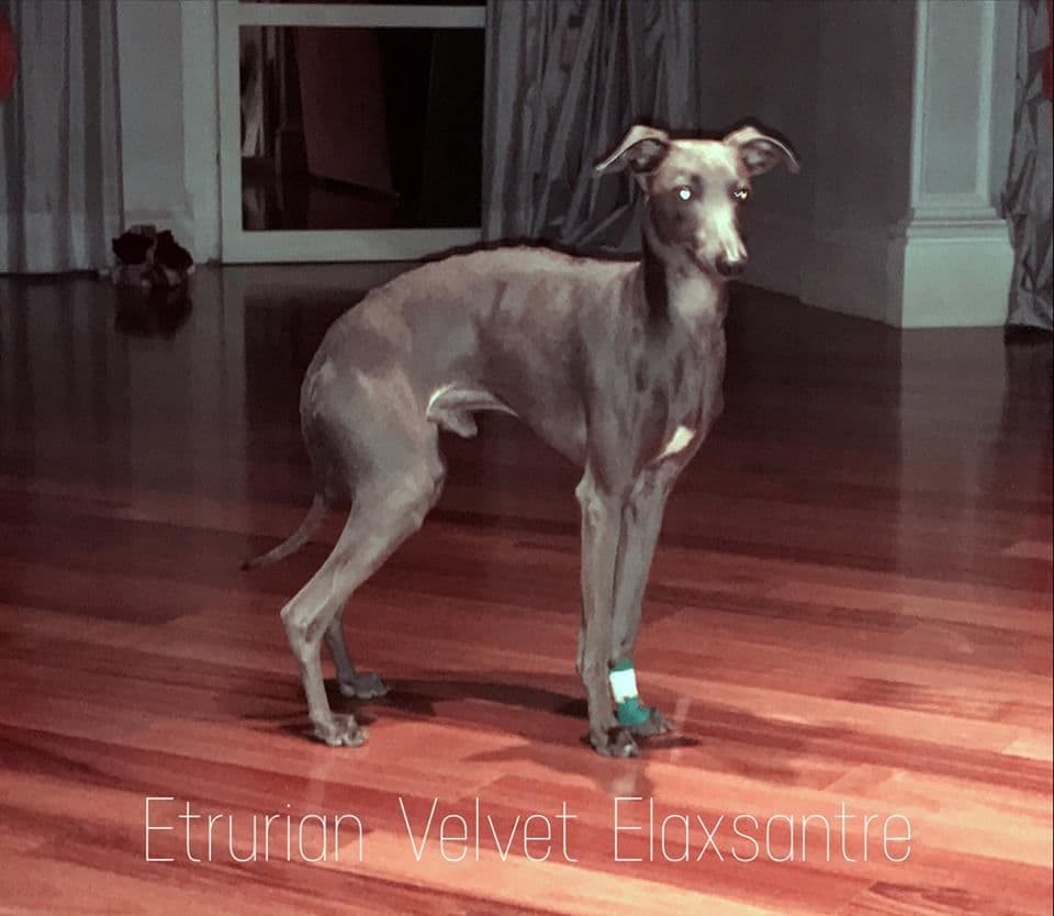 Etrurian Velvet Elaxsantre 1