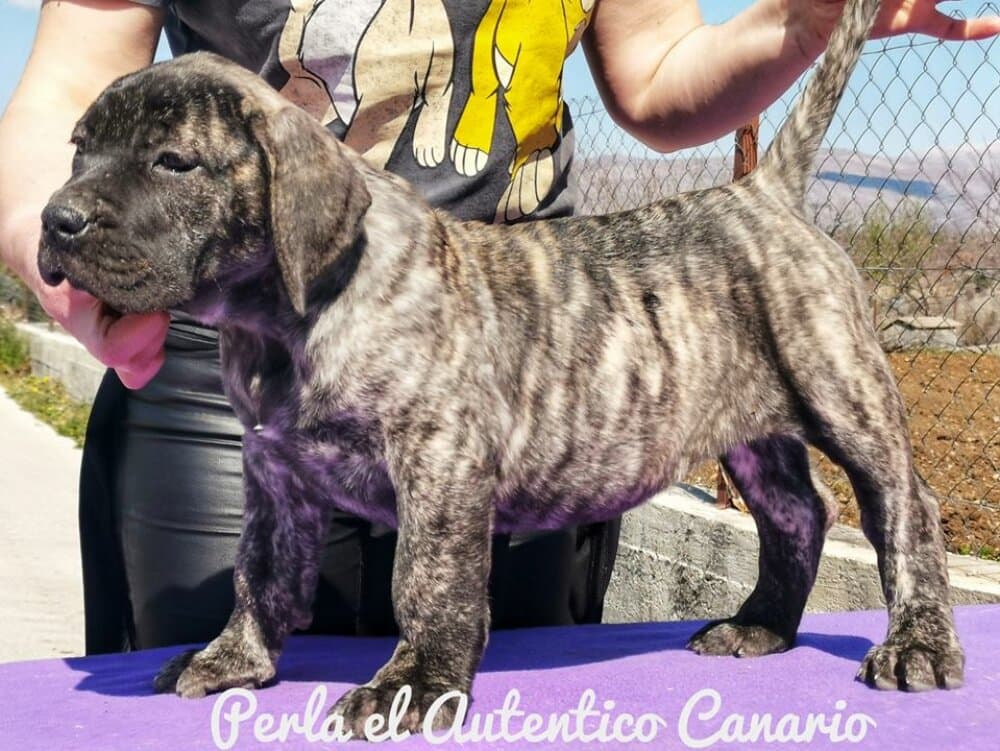 PERLA EL AUTENTICO CANARIO 1