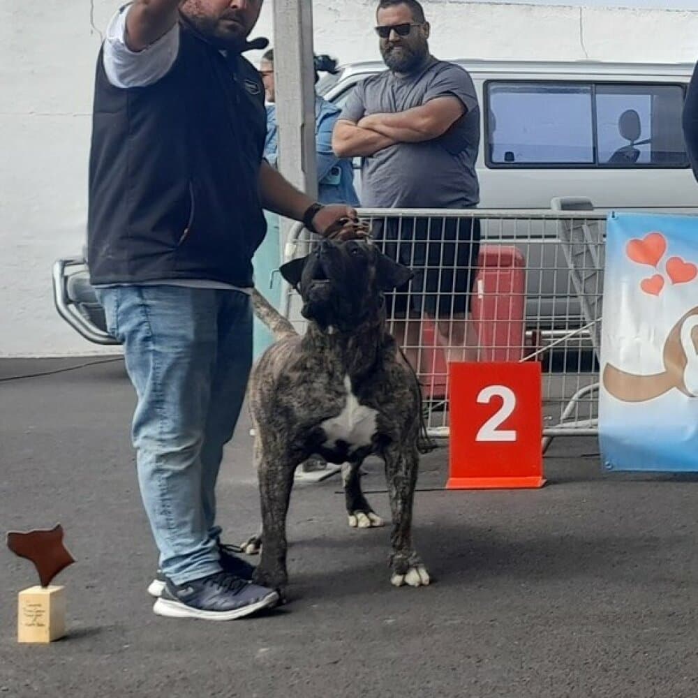 GITANO DE AJODAR 1
