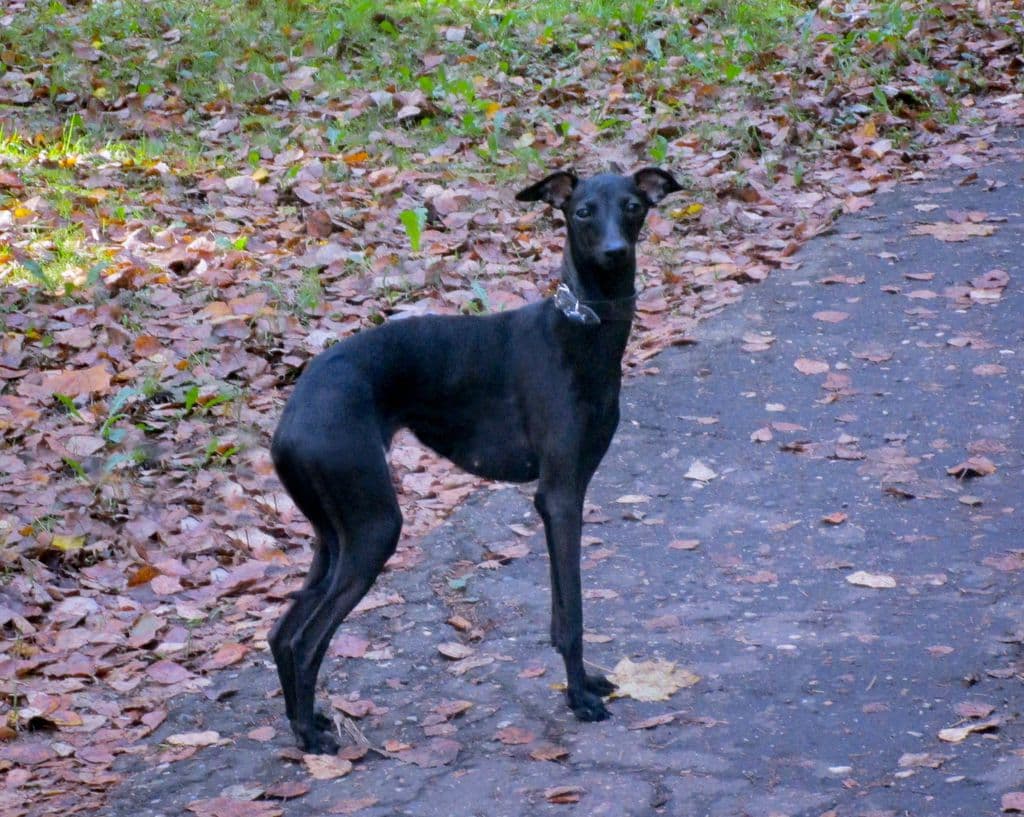 Bagheera Iz Ozherelia 1