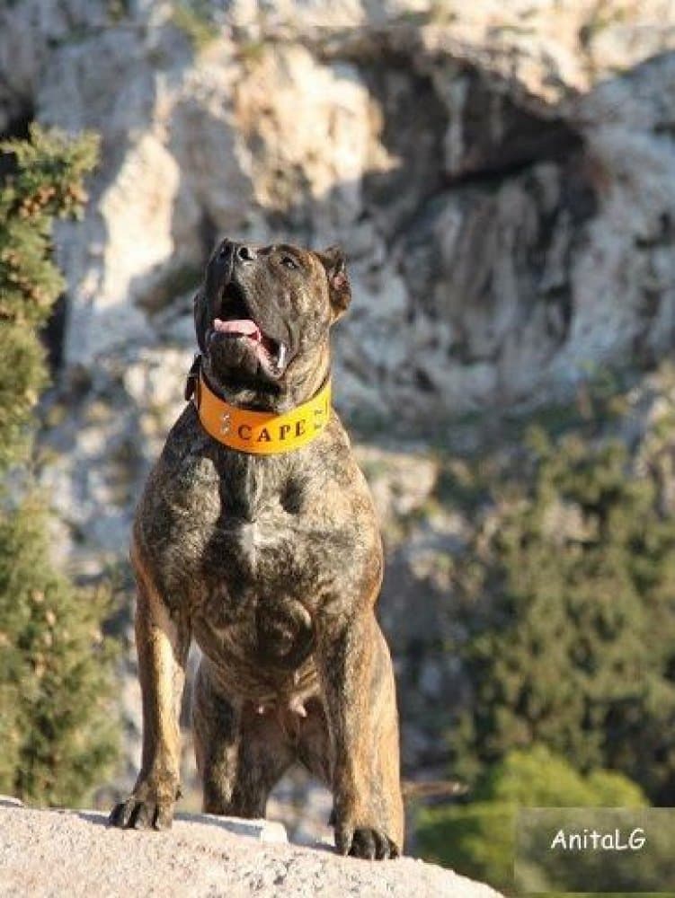 VENDETTA BALUARTE DE LOS PERROS 1