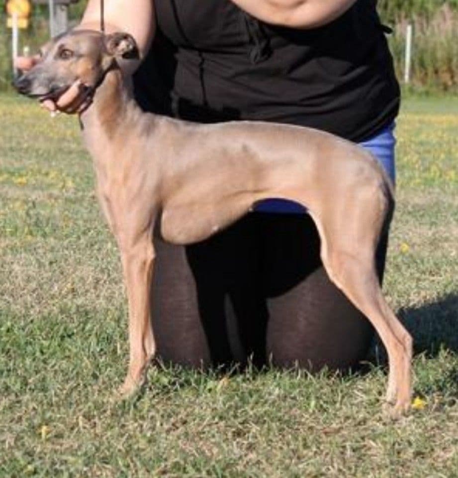 Biscotti Michaela 1