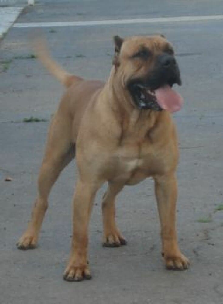 CUJO DE TAMARAN BULL (SAVAGE) 1