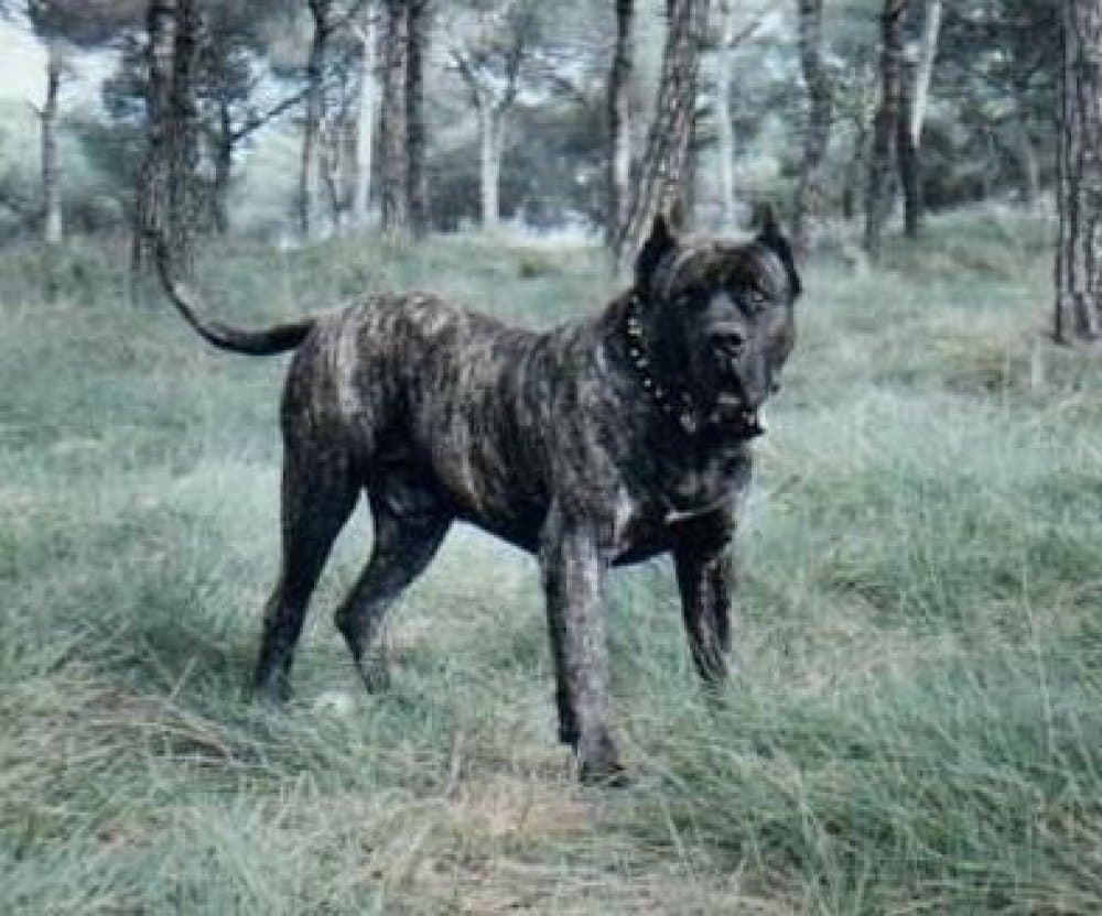 BRADO DE ORDEPAIFOS 1