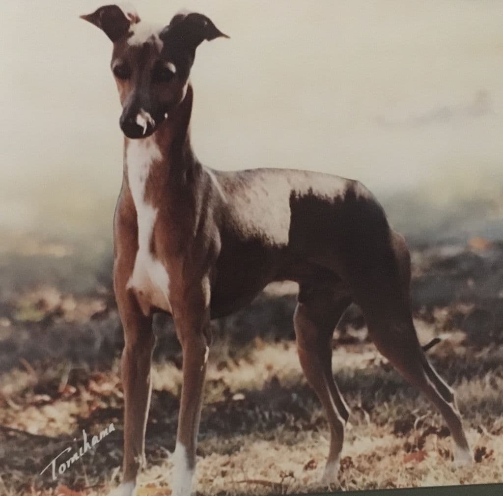 Zebec Grulla Navar 1