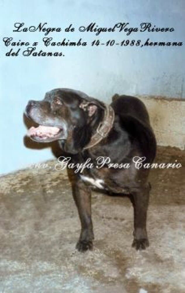 NEGRA DE MIGUEL VEGA 1
