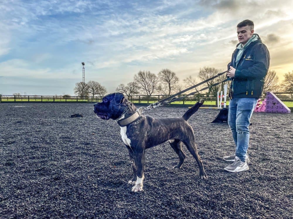 JUMBO DE SEVERN KENNELS 1