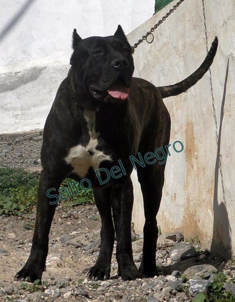 KATERINA DEL CANARIO 1