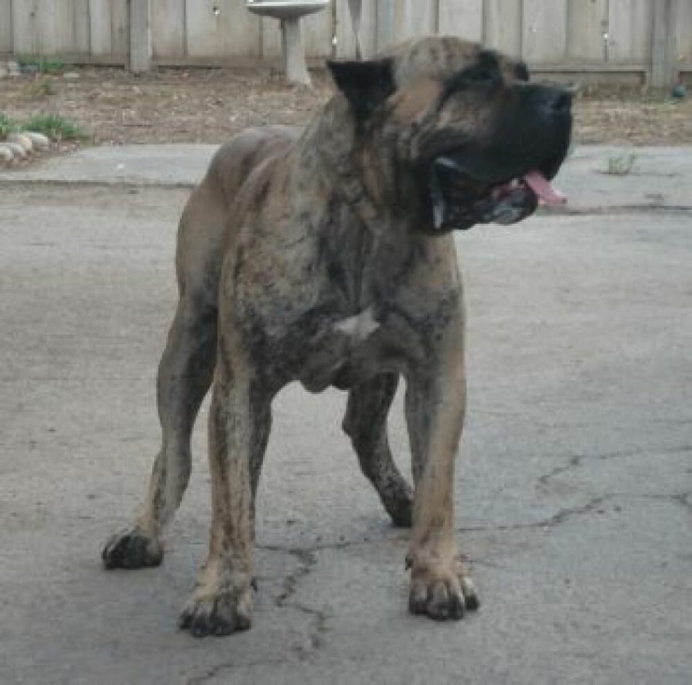 ROMULO DE GUADALCAN 1