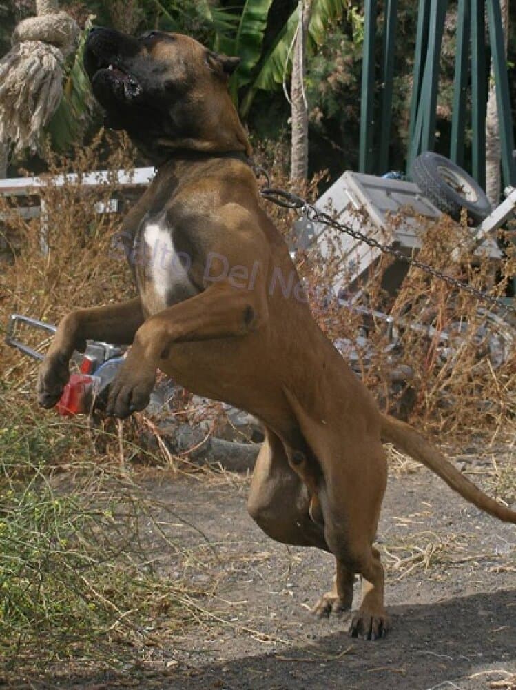 RUBIO DEL CANARIO 1