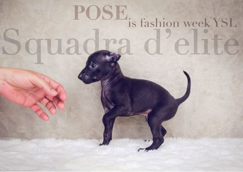Pose is Fashion Week Ysl De La Squadra D’Elite 1