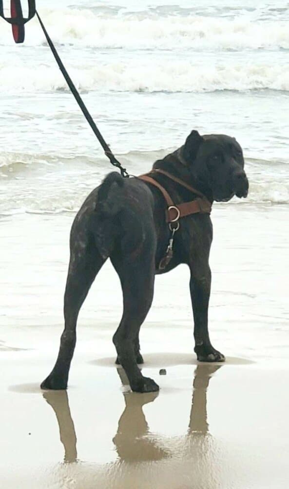 XENA WARRIOR PRINCESS 1