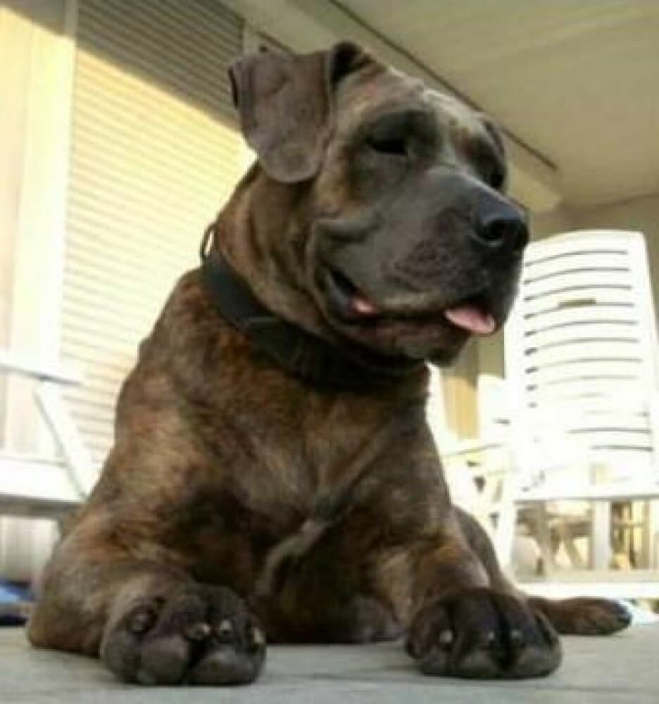 NALA* 1