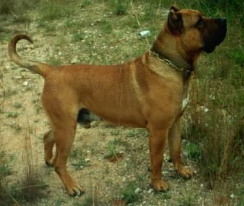 ARROGANTE DEL CHORO 1
