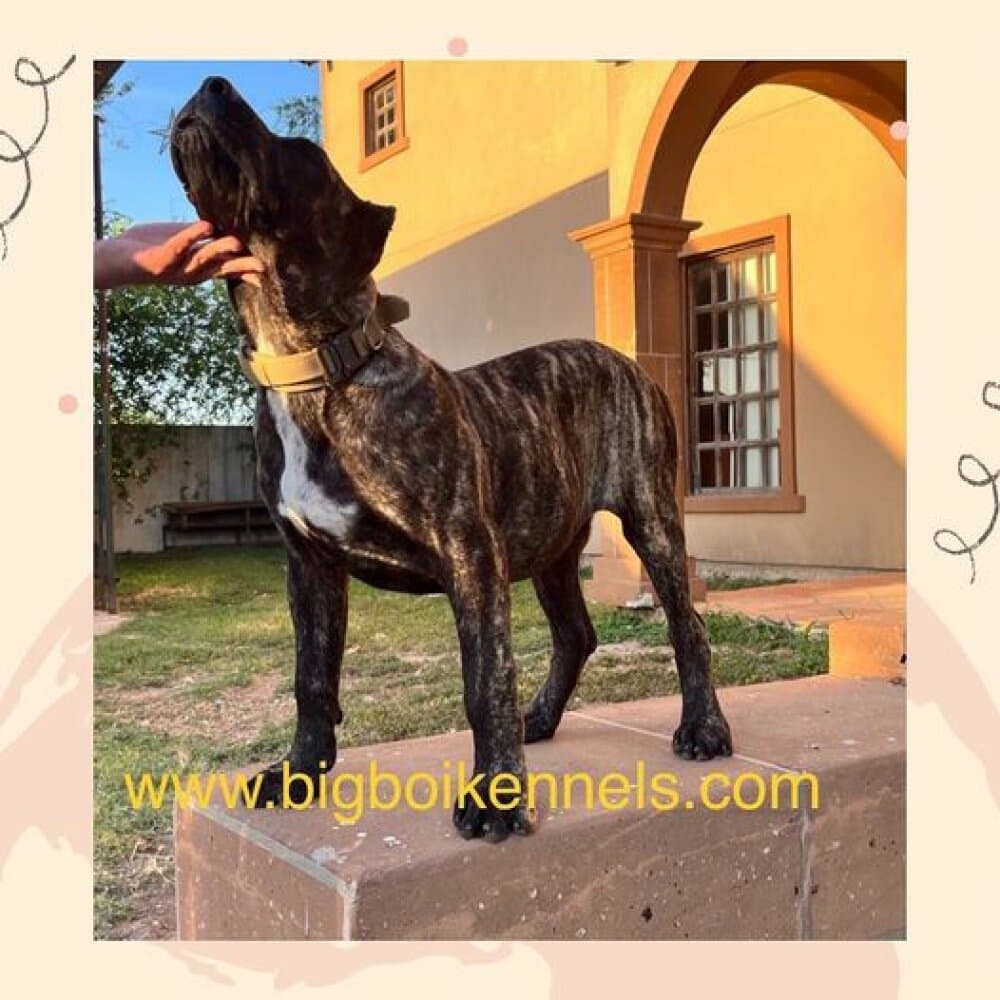 TINY DE BIG BOI KENNELS 1