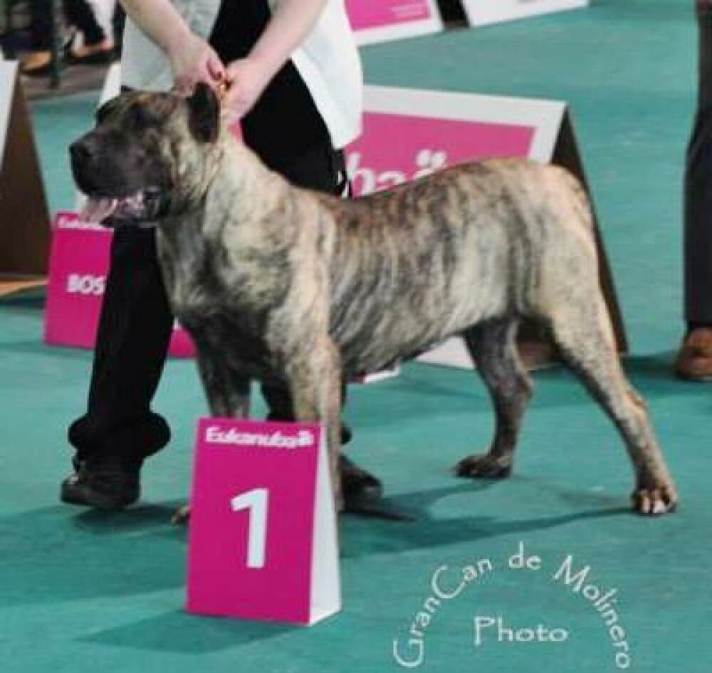PIN UP BALUARTE DE LOS PERROS 1
