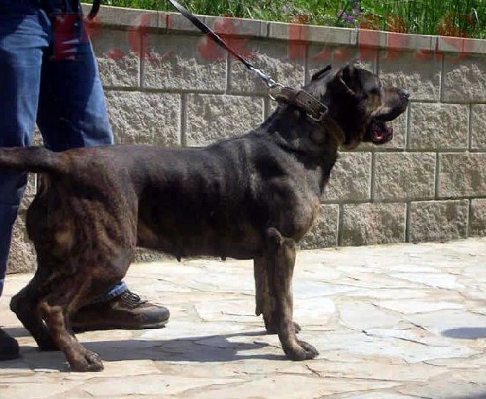BOMBA II DE LOS DOS SOLES 1