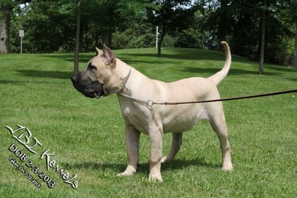 RED JBI KENNELS 1