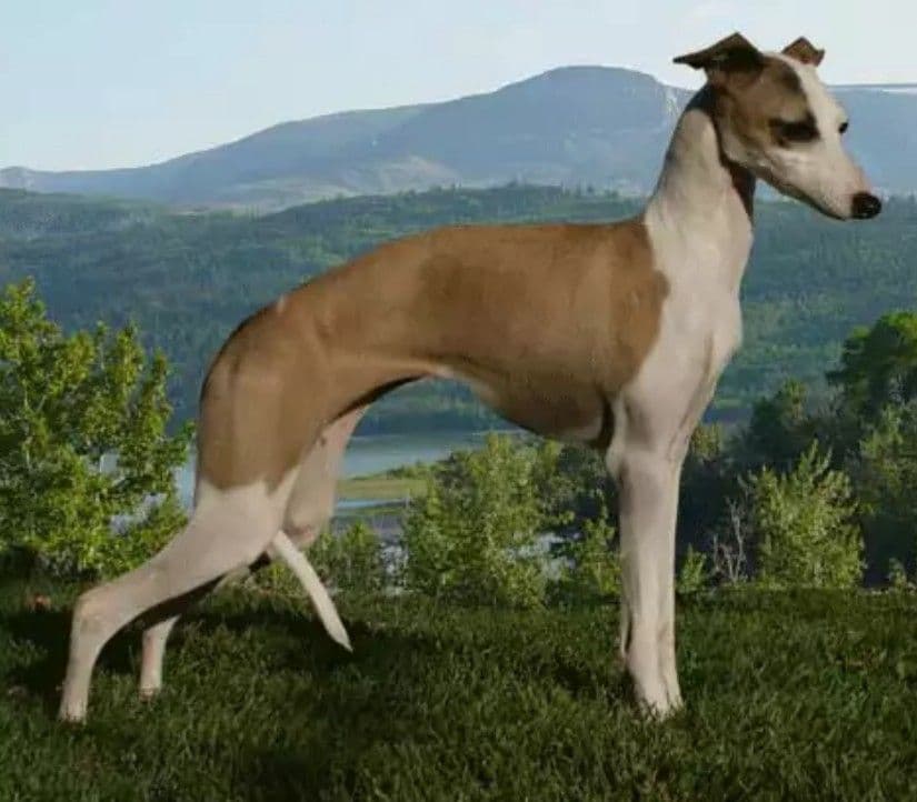 Diavolino's Starfall 1