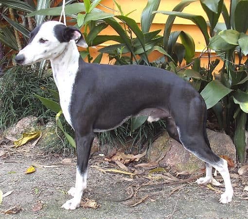 Wondoan With Ebony And Ivory 1