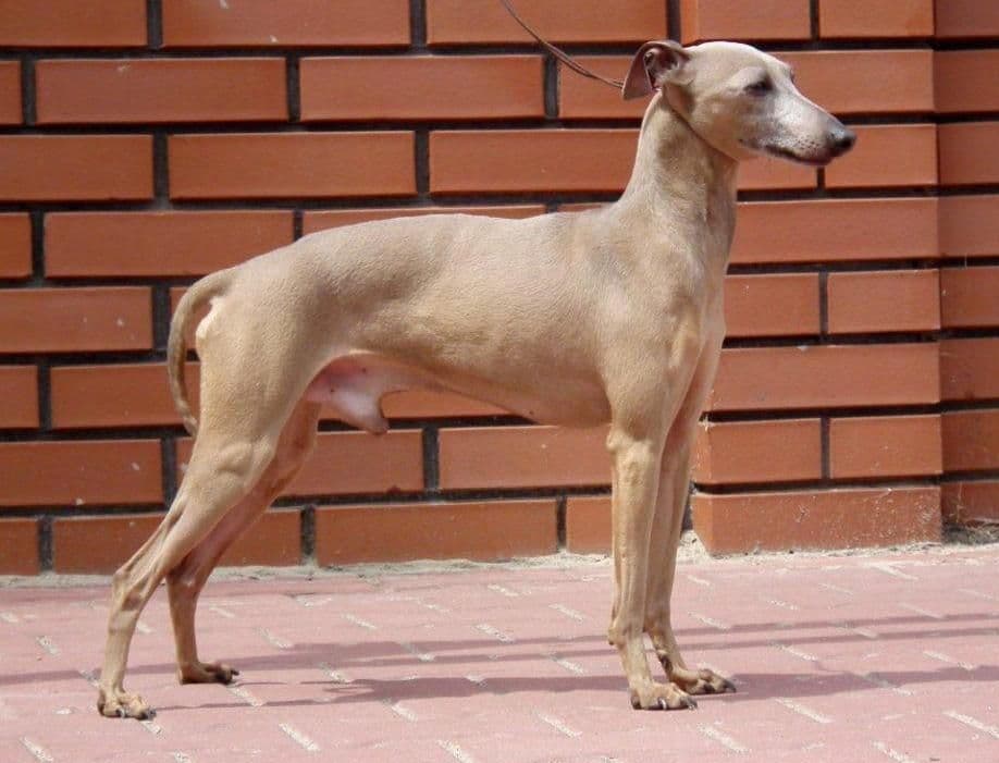 Adonis Des Princes De Kazan 1