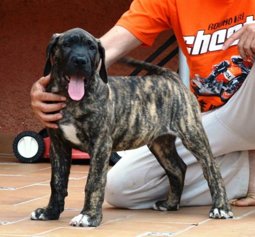 SISO DE LOS CARDONES 1
