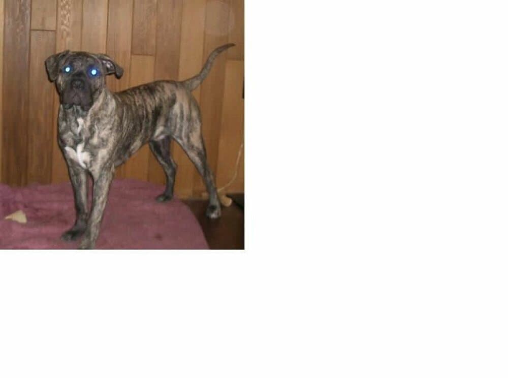 ARGOS DE LEXA ESTATE GUARDIAN 1