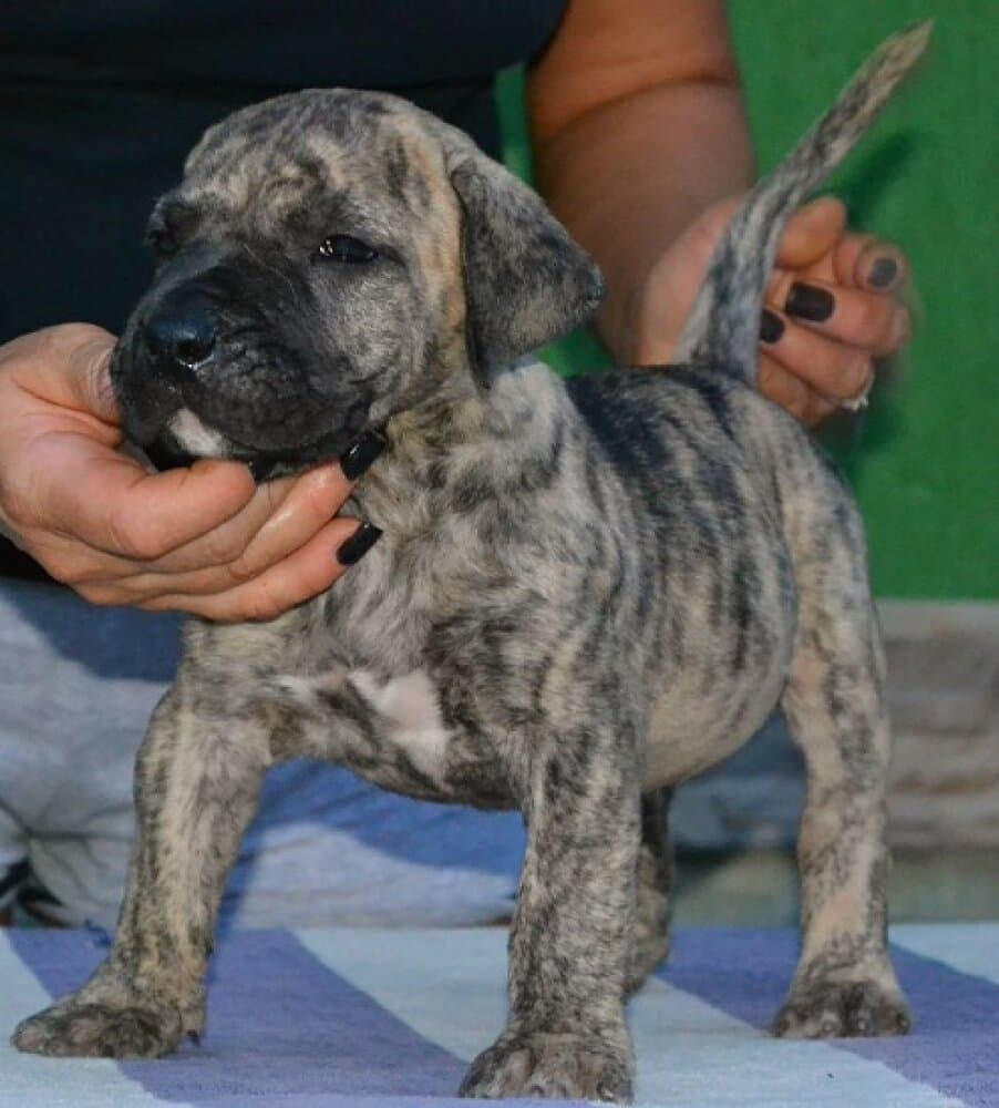 LOKA BULLSARA DEL PEMBA 1