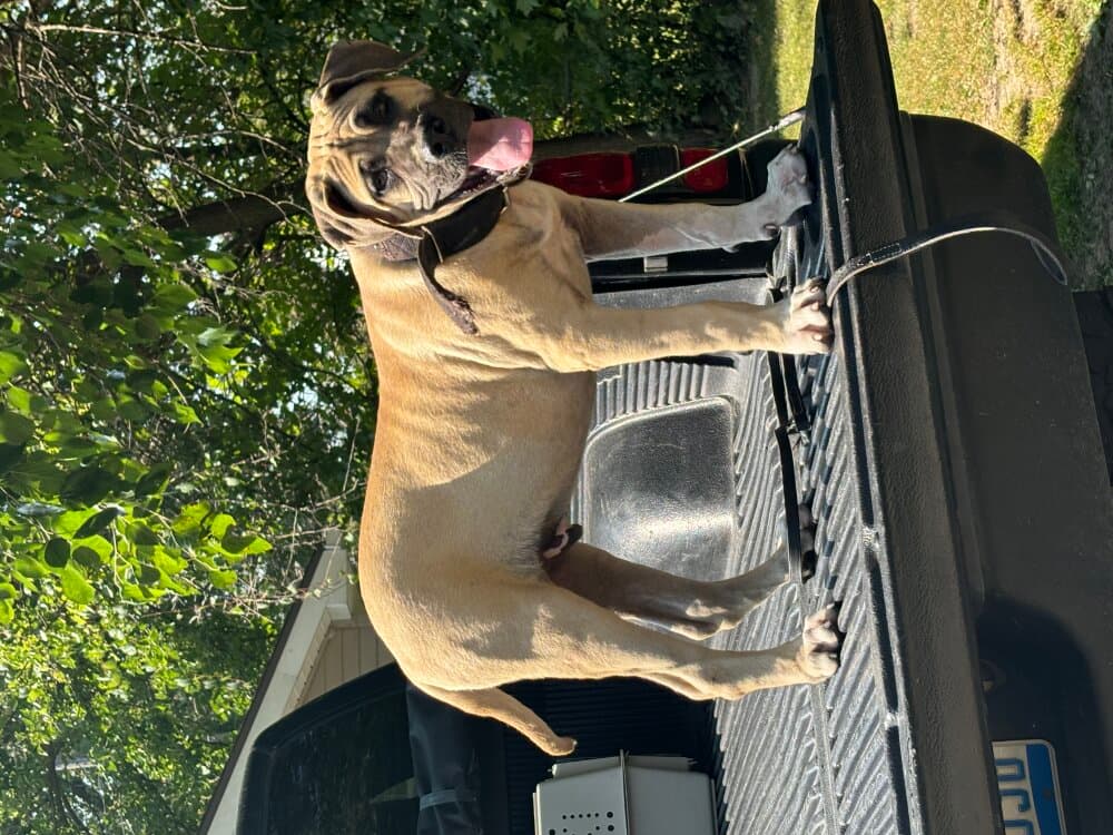 ONLY THE FAMILY KENNELS RAID 1